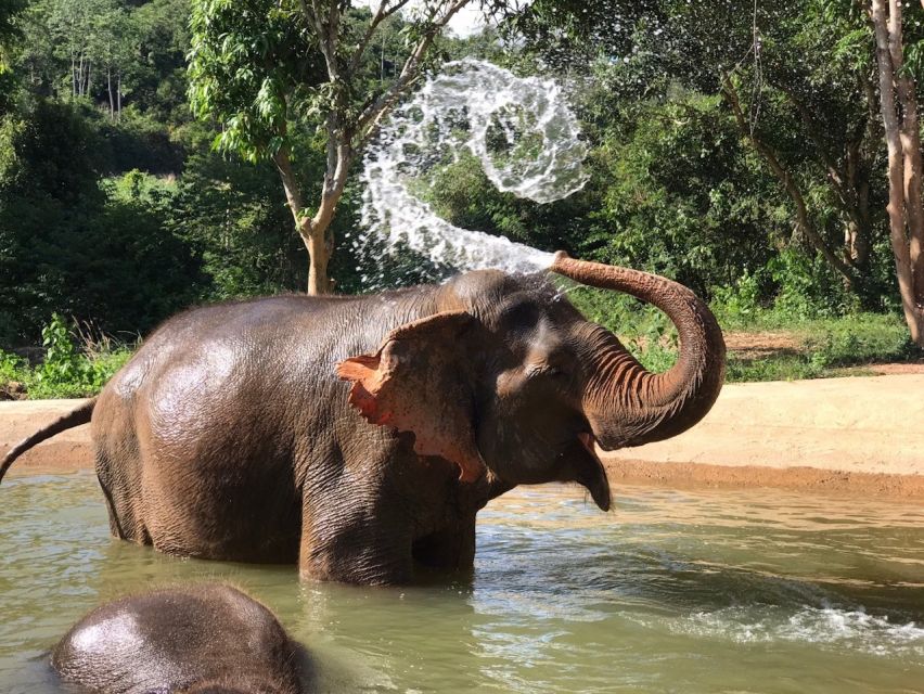 From Bangkok: Pattaya Ethical Elephant Sanctuary Day Trip - Common questions