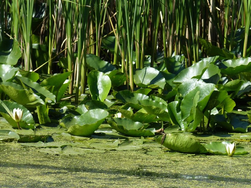 From Bucharest: 3-Day Danube Delta Birdwatching Private Tour - Additional Details and Highlights