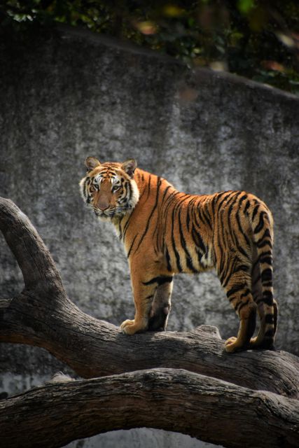 From Delhi: 5-Day Tiger Safari & Golden Triangle Tour - Common questions