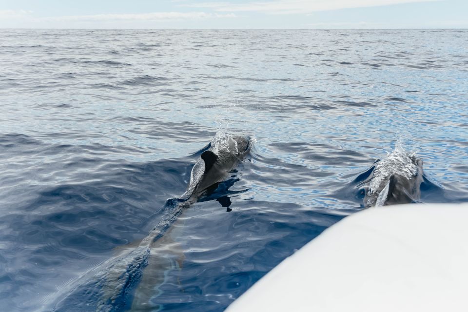 From Funchal: Whales and Dolphin Adventure Tour - Common questions