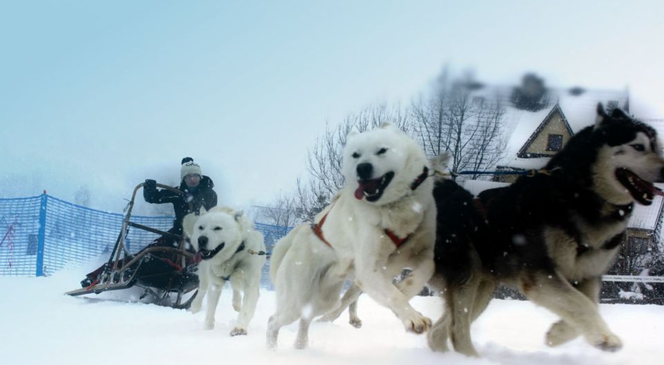 From Krakow: Dogsled Ride in Tatra Mountain - Common questions