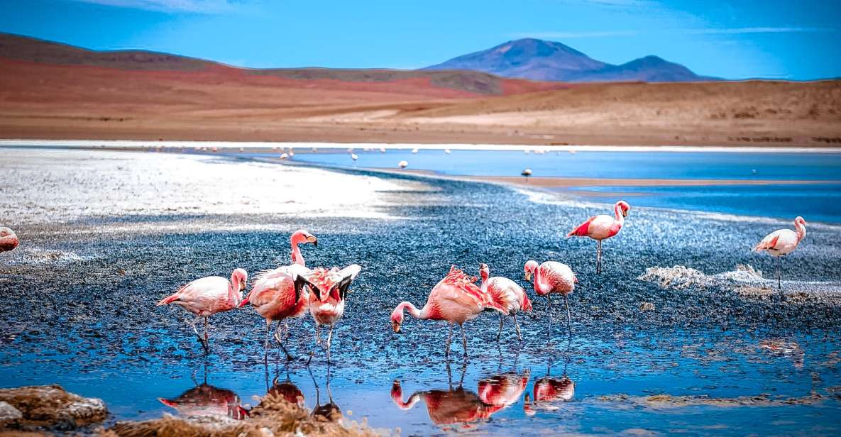 From La Paz: 4-Day Trip to San Pedro De Atacama W/Salt Flats - Last Words