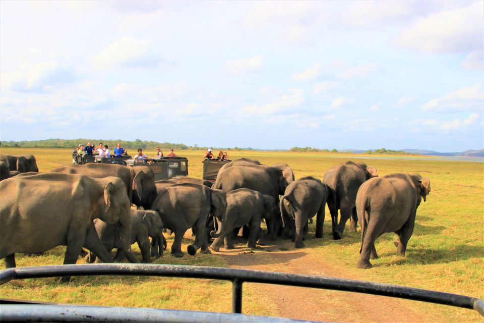 From Negombo: Dambulla Caves & Kaudulla National Park Safari - Last Words