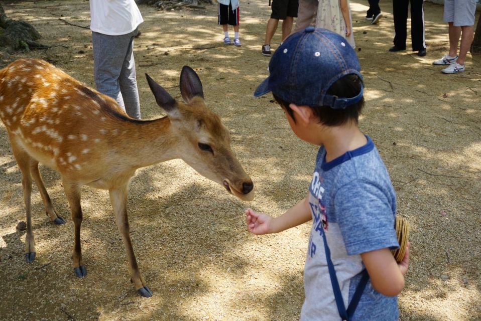 From Osaka or Kyoto: Kyoto & Nara 1 Day Bus Tour - Last Words