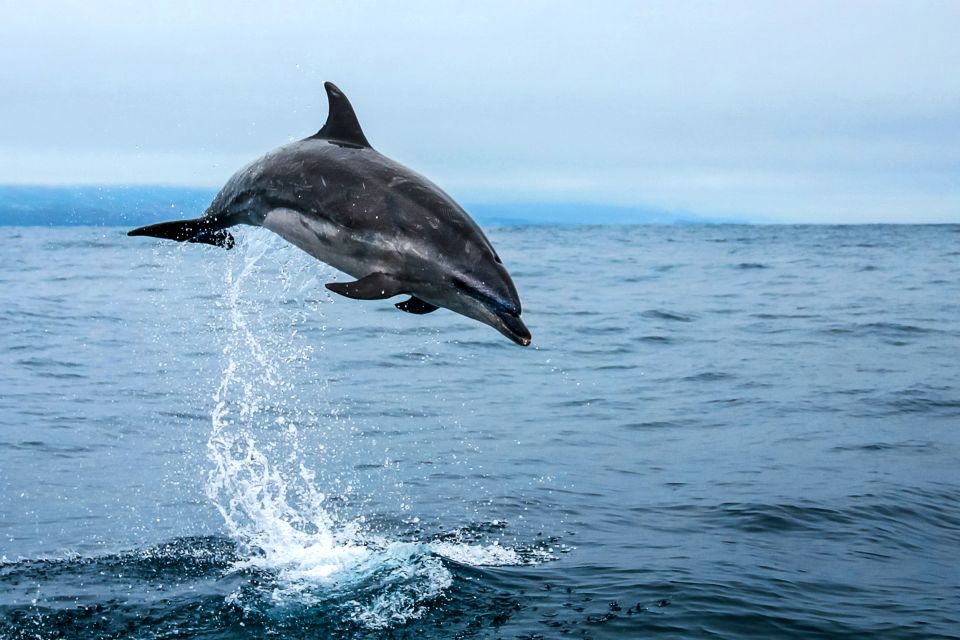 From Ponta Delgada: Whale and Dolphin Watching Trip - Common questions