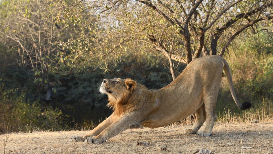 From Rajkot: Gir Somnath Weekend Tour - Last Words