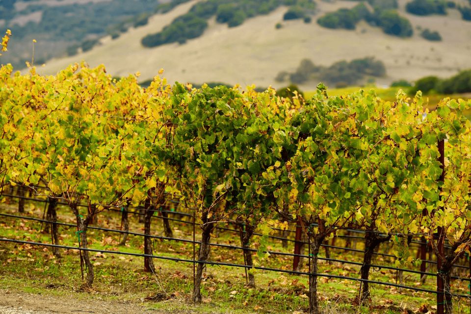 From San Francisco: Napa & Sonoma Wine Country Private Tour - Last Words