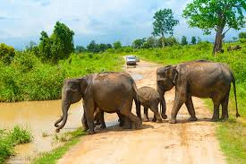 From Udawalawe :-National Park Thrilling Half-Day Safari - Last Words