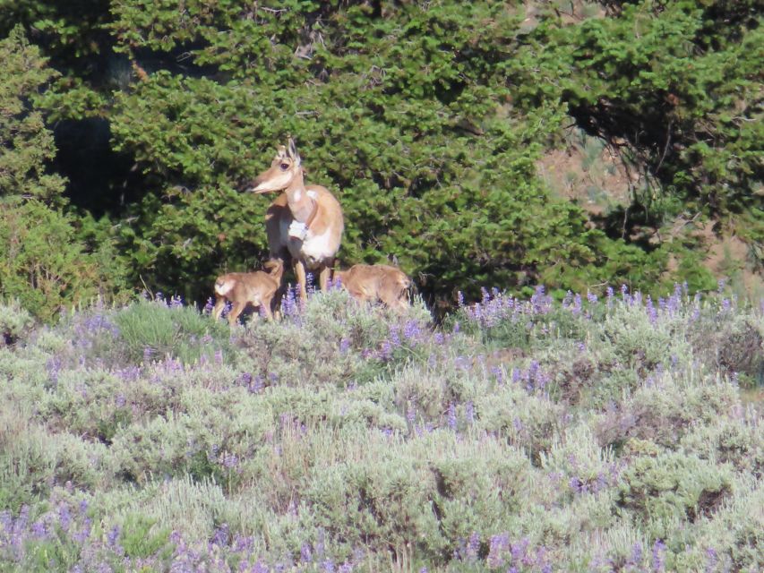 From West Yellowstone: Lamar Valley Wildlife Tour by Van - Common questions