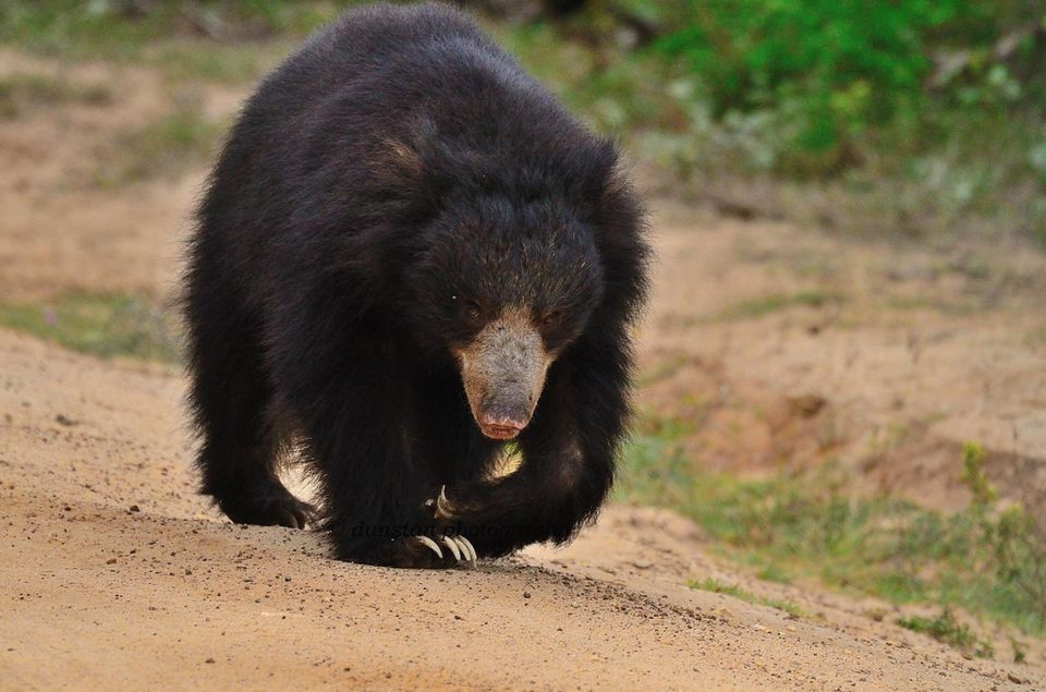 From Yala :- Yala National Park Thrilling Full - Day Safari - Common questions