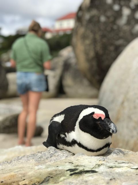 Half Day Boulders Beach and Penguin Encounter - Common questions