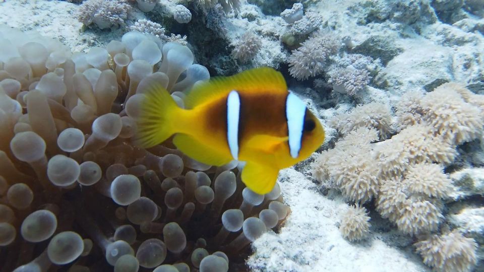 Hurghada: Orange Bay Island and Snorkeling Cruise With Lunch - Common questions