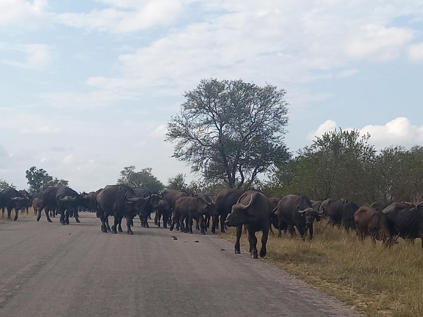 Johannesburg: Kruger National Park 3-Day Private Safari Trip - Last Words