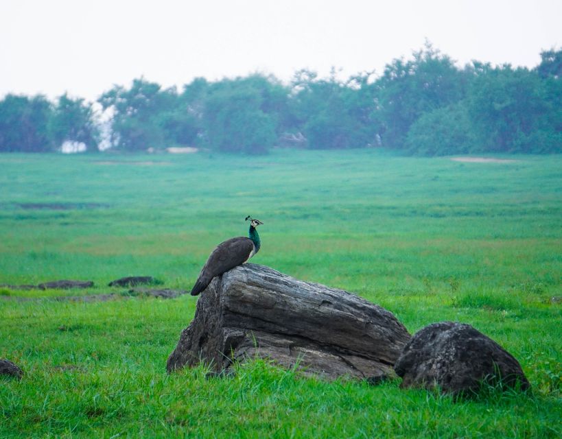 Kaudulla National Park Half Day Sri Lanka Jeep Safari - Common questions