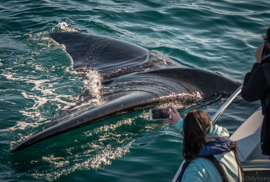Knysna: Close Encounter Whale Watching Tour by Boat - Last Words
