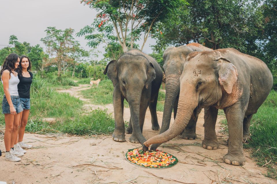 Koh Samui: Elephant Kingdom Sanctuary Half-Day Tour - Last Words
