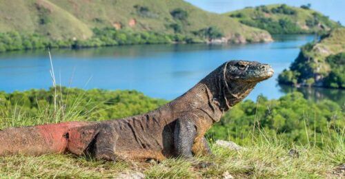 Komodo Island: Komodo Dragons & Islands Day Tour - Last Words