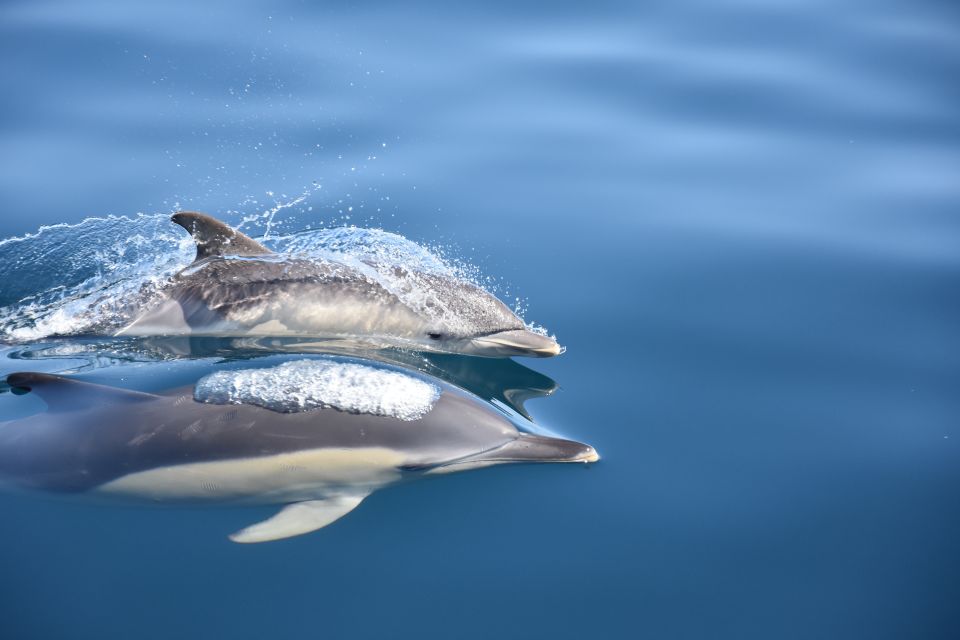 Lagos: Dolphin Watching With Marine Biologists - Last Words