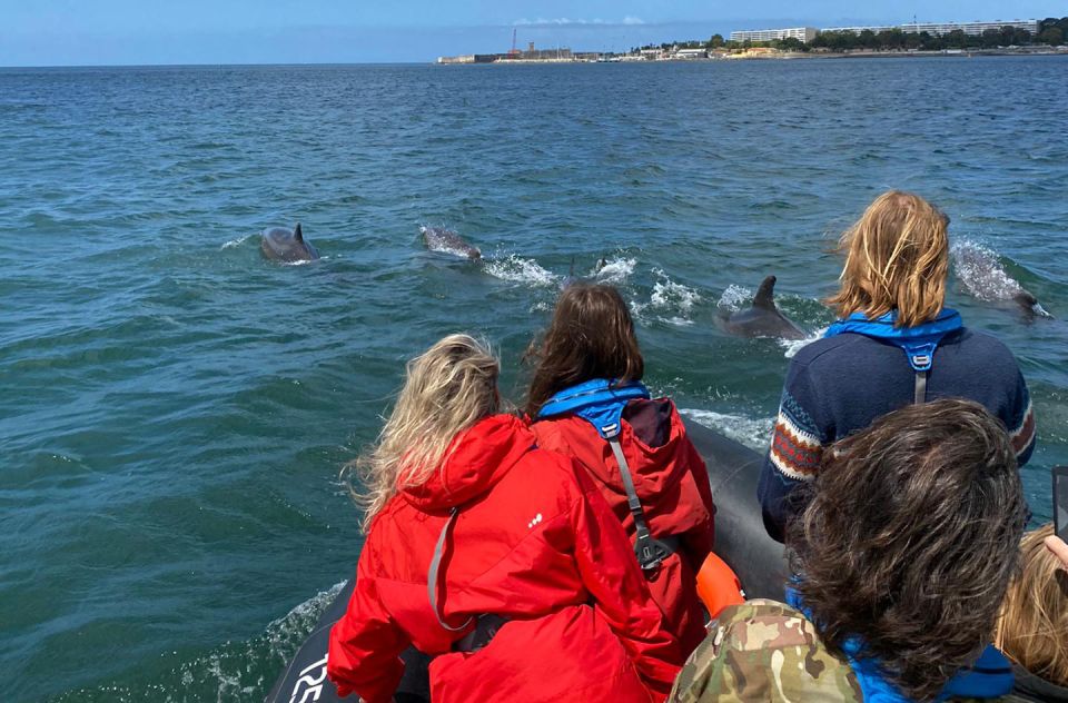 Lisbon: Dolphin Watching Boat Tour - Common questions