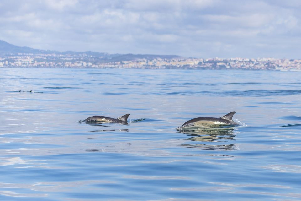 Lisbon: Dolphin Watching With Marine Biologist - Last Words