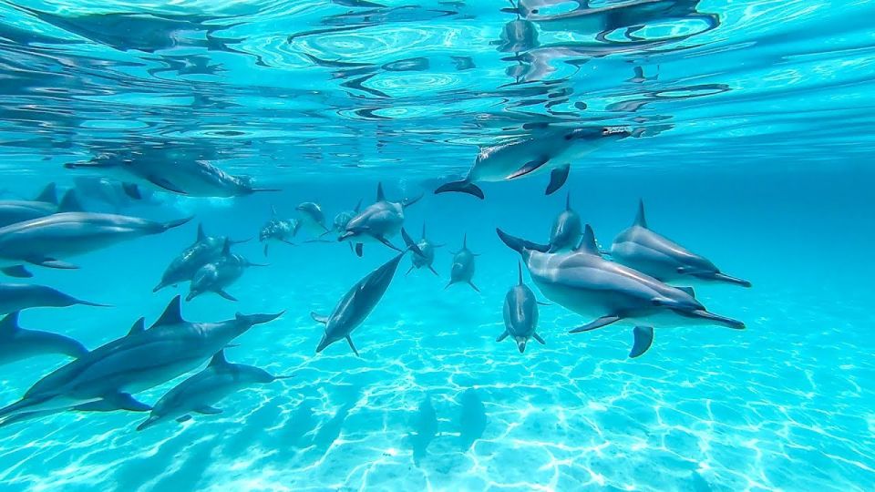 Marsa Alam: Sataya Reefs Dolphin Snorkel Cruise With Lunch - Last Words