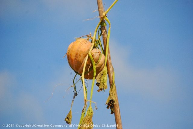 Mekong Tour: Cai Be - Can Tho Floating Market 2 Days - Last Words