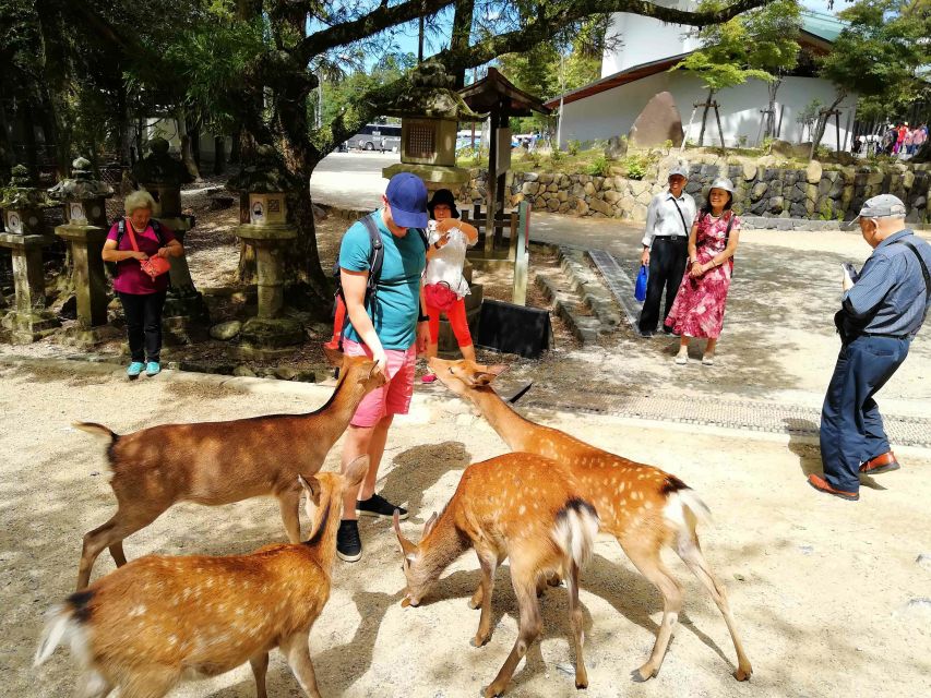 Nara: City Highlights Shared Group or Private Bike Tour - Last Words