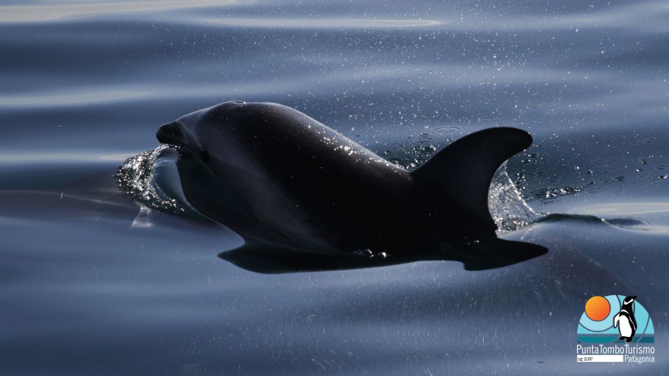 Nautical Tour With Dolphin Search in Puerto Madryn - Common questions