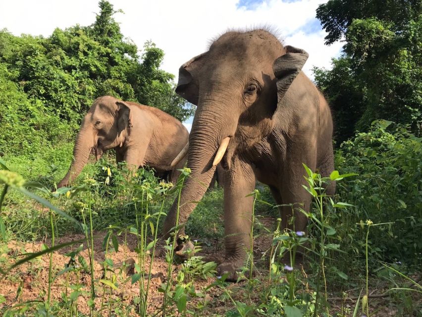 Pattaya : Ethical Elephant Sanctuary Interactive Tour - Last Words