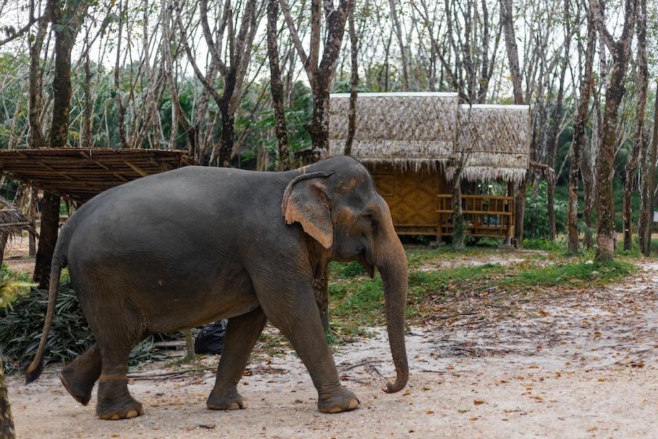 Phuket: Elephant Sanctuary Tour, Cooking Class & Lunch - Common questions