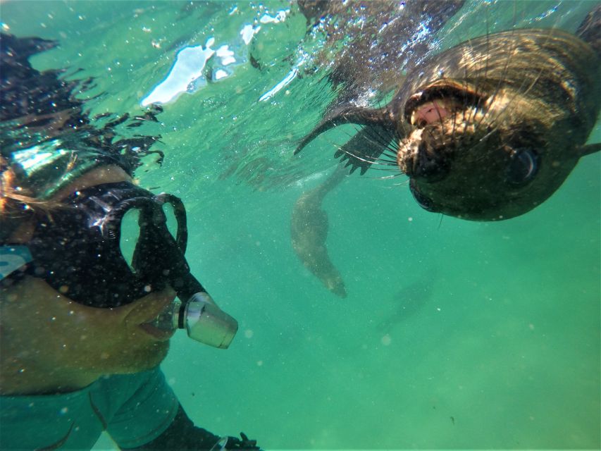 Plettenberg Bay: Swim With Seals - Common questions
