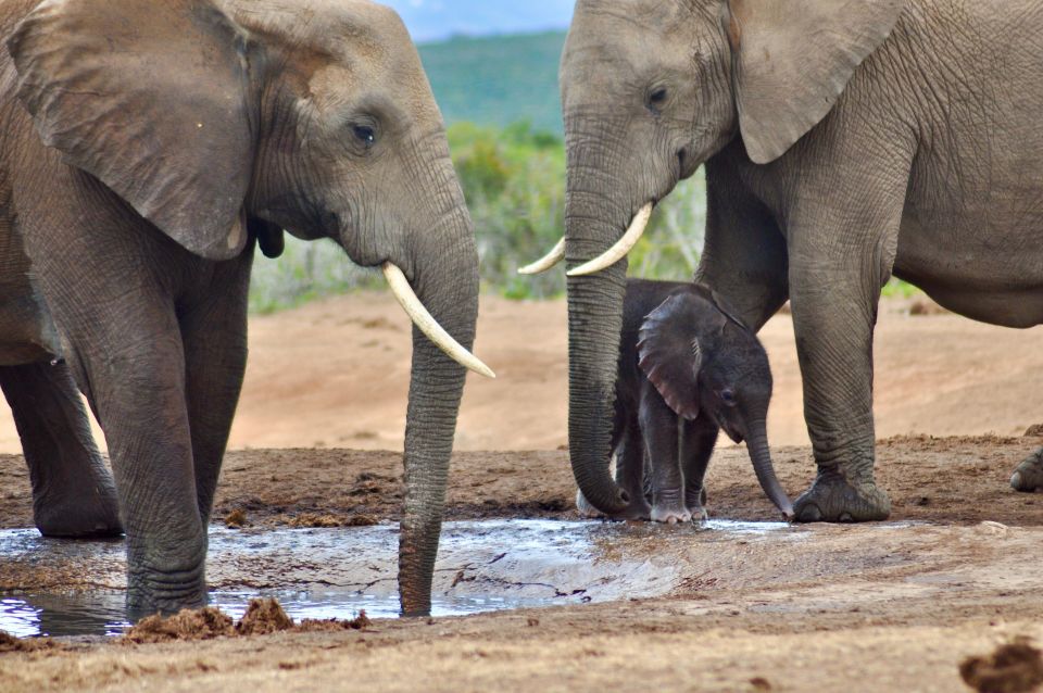 Port Elizabeth: Addo Elephant Park Safari Full-Day Tour - Common questions