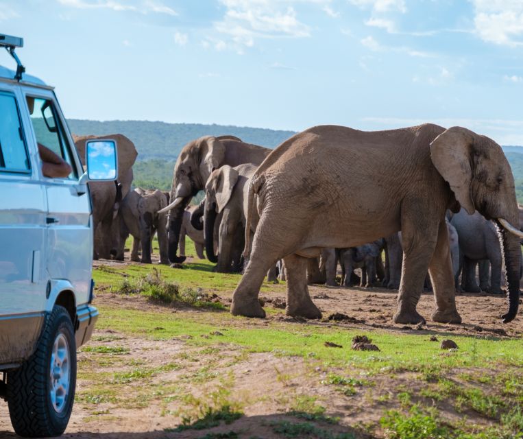 Port Elizabeth: Shore Excursion to Addo Elephant Park Safari - Common questions