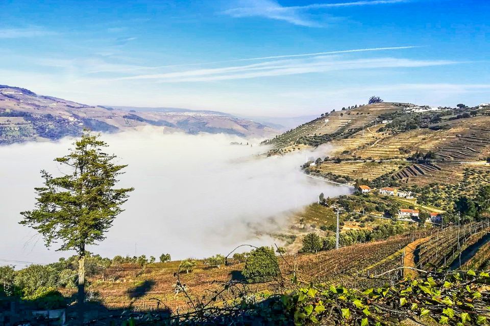 Porto: Douro Valley Tour With Wine Tasting, Lunch & Cruise - Last Words