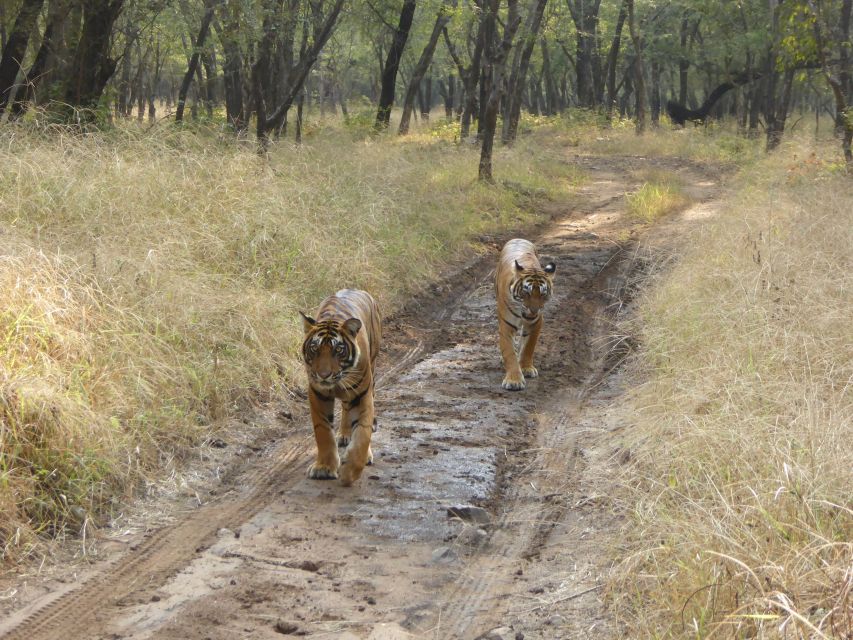 Ranthambore National Park - Common questions