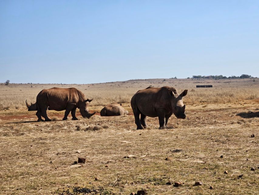 Rhino and Lion Park (Safari) and Cradle (Maropeng Museum) - Common questions