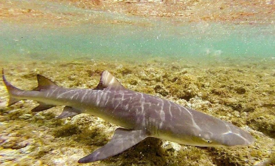 Salt Pans & Lemon Sharks Experience - Last Words