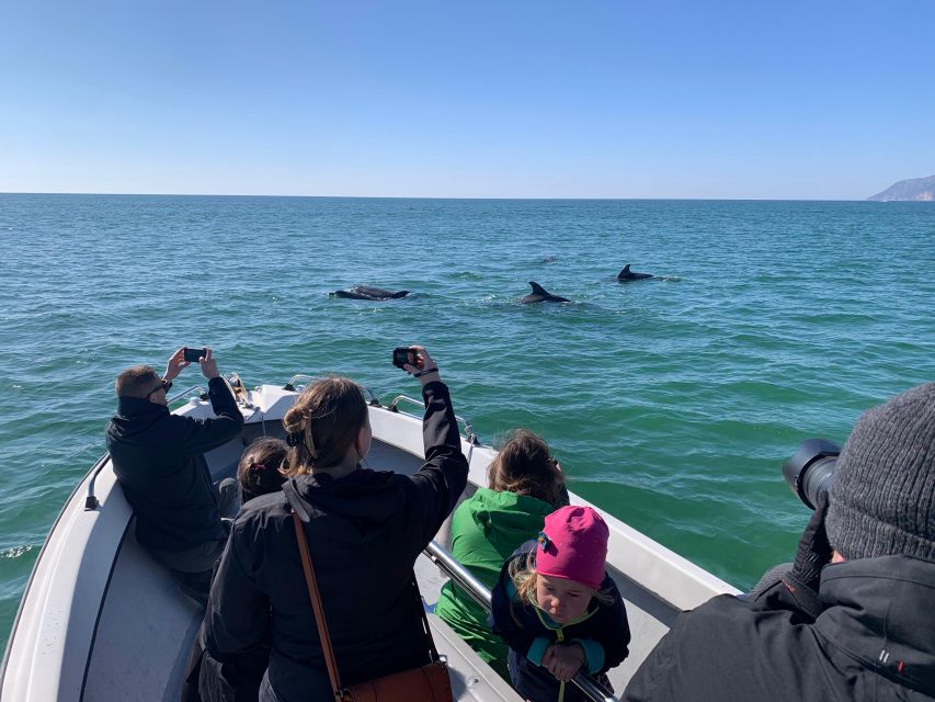 Sesimbra:Private Dolphin Watching Tour Arrábida Natural Park - Common questions