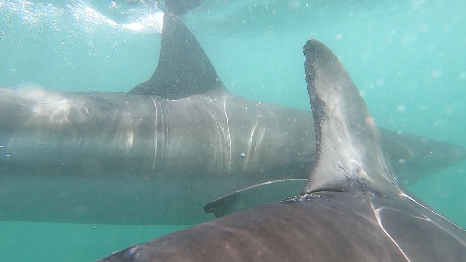 Shark Cage Diving and Boat Viewing : Gansbaai - Last Words