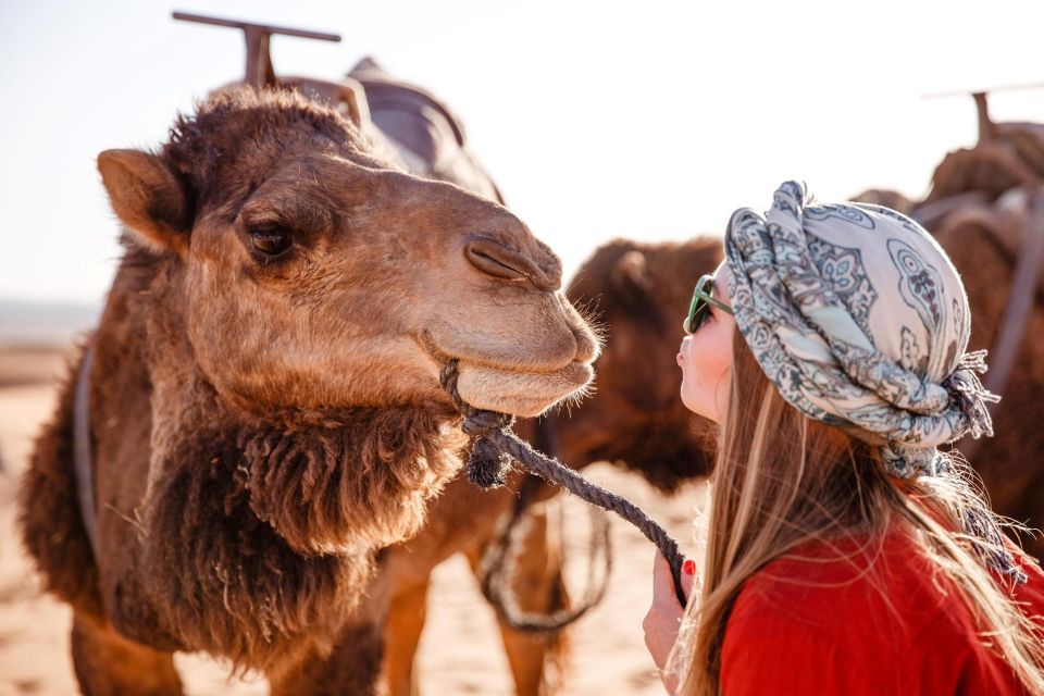 Sharm: Sunrise Quad Bike, Bedouin Breakfast & Camel Ride - Last Words