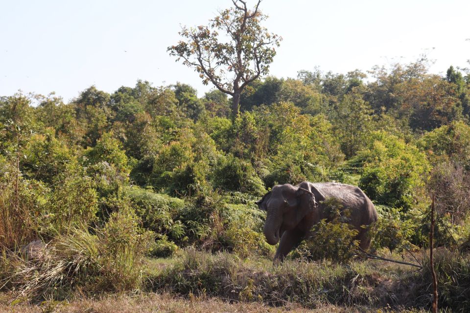 Siem Reap: Kulen Elephant Forest & Tonlesap Lake - Common questions