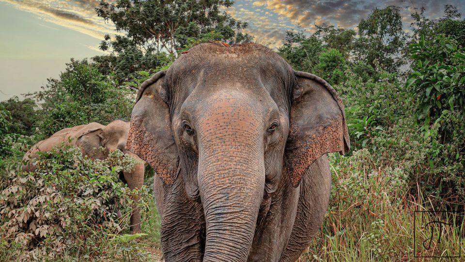 Siem Reap: Small Group Tour of Kulen Elephant Forest - Common questions