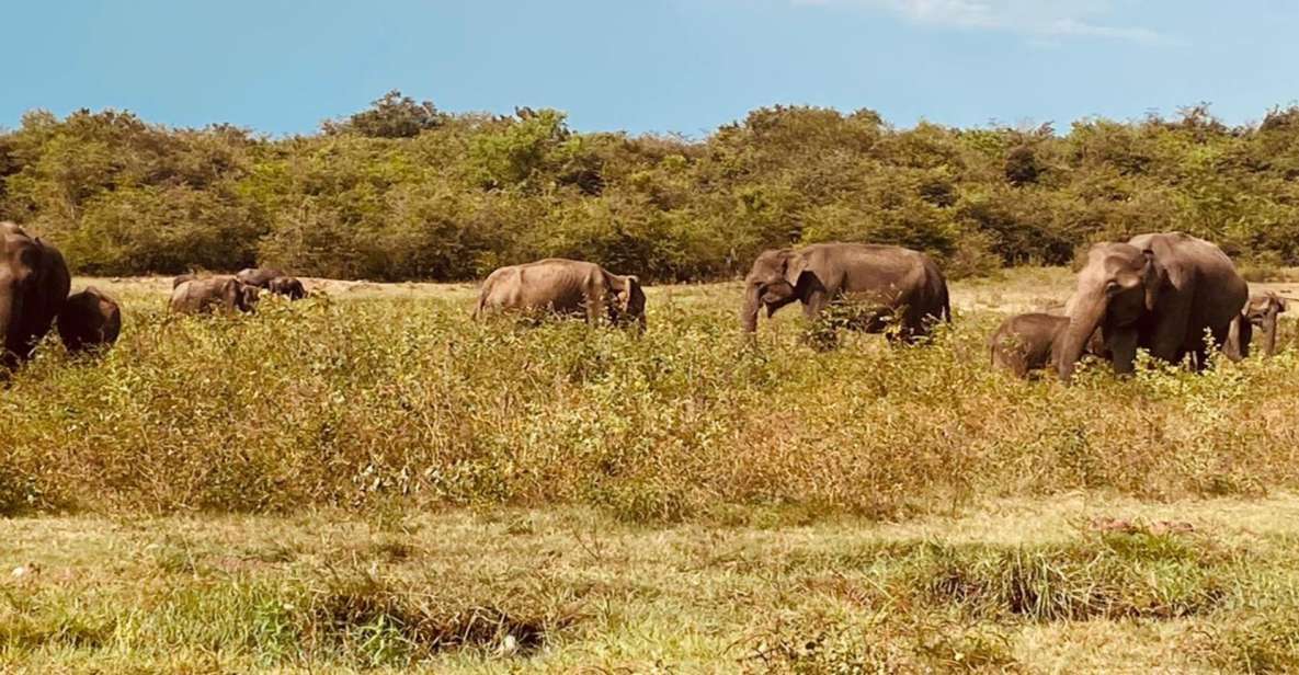 Sigiriya and Minneriya National Park Day Tour From Negombo - Last Words