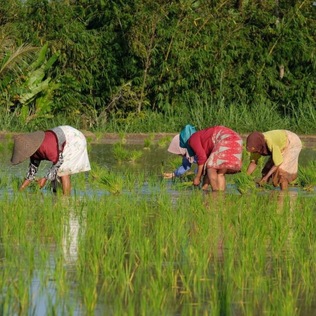 Tetebatu: Rice Fields, Waterfall, & Monkey Forest Day Tour - Common questions