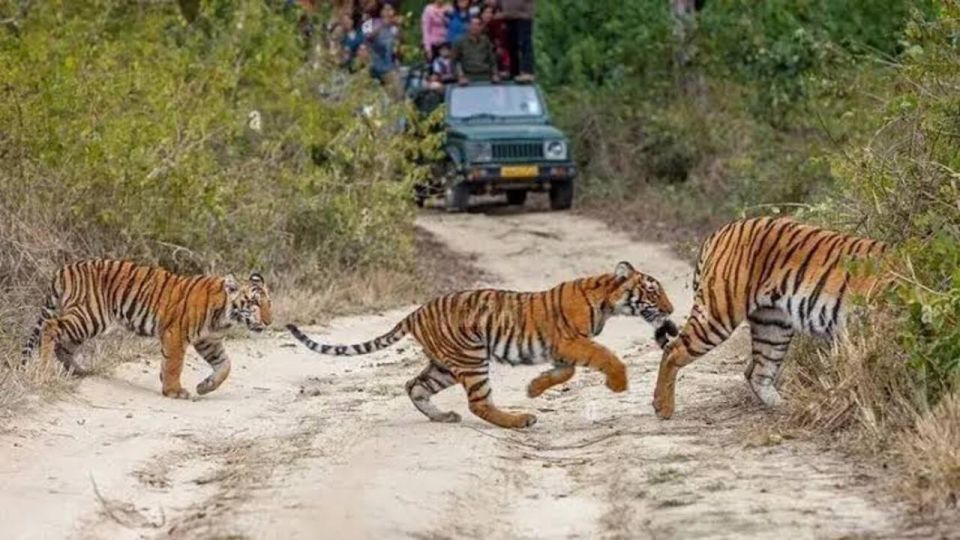 Three Days Jim Corbett National Park Tour - Last Words