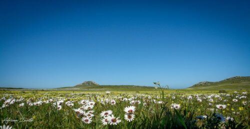 West Coast National Park. Private Tour. - Common questions