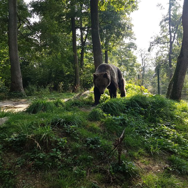 Wild Bears and Dracula Private Day Tour - Reservation and Payment Options