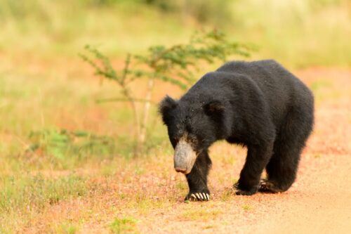 Wilpattu National Park Safari Tour From Kandy - Last Words