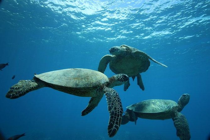 9am Turtle Canyon Snorkel Adventure - Just The Basics