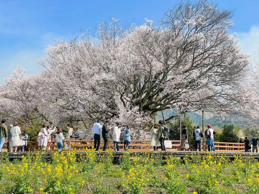 A Day Charter Bus Tour to Cherry Blossoms in Northern Kyushu - Key Points